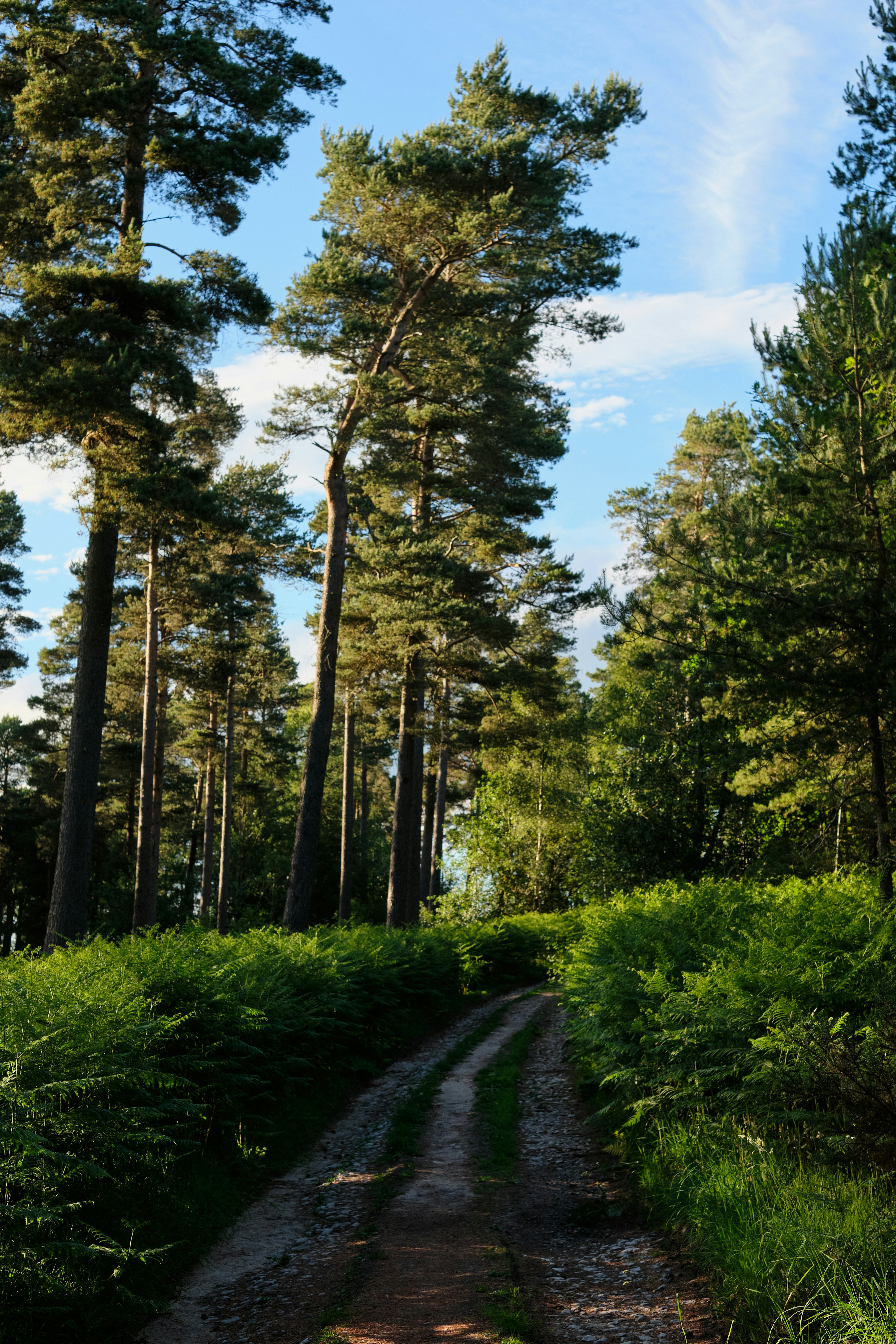 Photo by frostroomhead