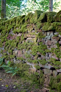 A stone wall covered in a thick layer of green moss is surrounded by a natural, wooded environment. The stones are irregularly shaped and stacked, giving the wall a rustic appearance. Ferns and other plants grow at the base, adding to the feel of an ancient or nature-reclaimed structure.