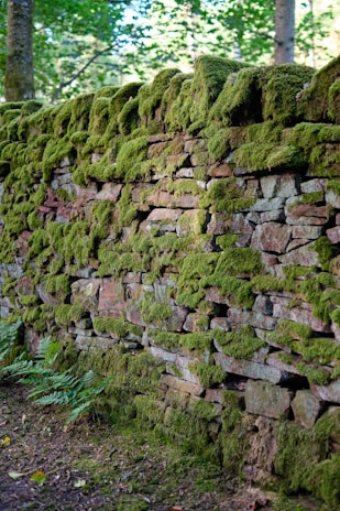 A stone wall covered in a thick layer of green moss is surrounded by a natural, wooded environment. The stones are irregularly shaped and stacked, giving the wall a rustic appearance. Ferns and other plants grow at the base, adding to the feel of an ancient or nature-reclaimed structure.