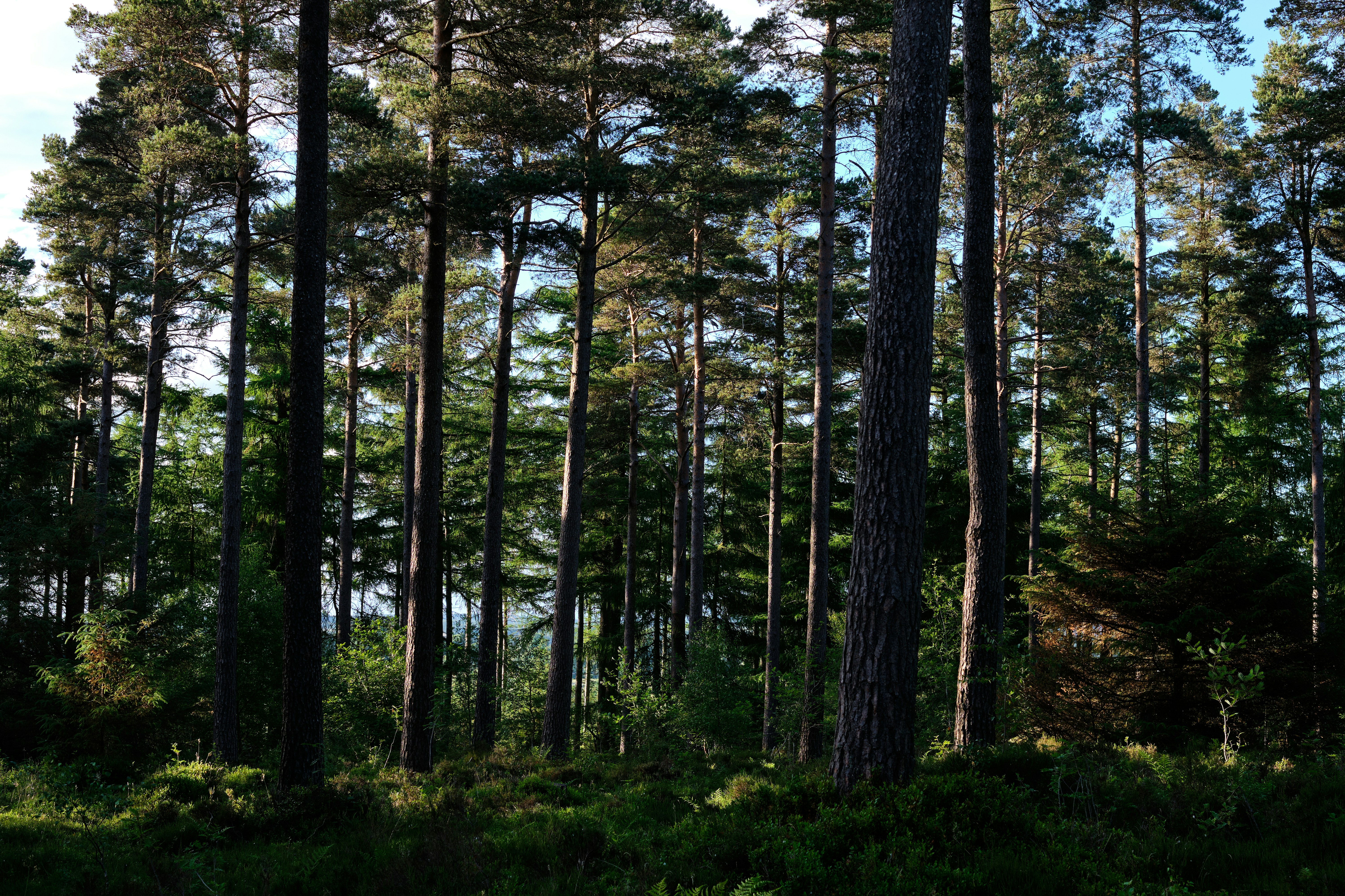 Photo by frostroomhead