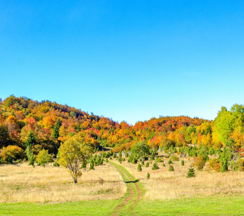 a dirt road going through a field with trees in the background