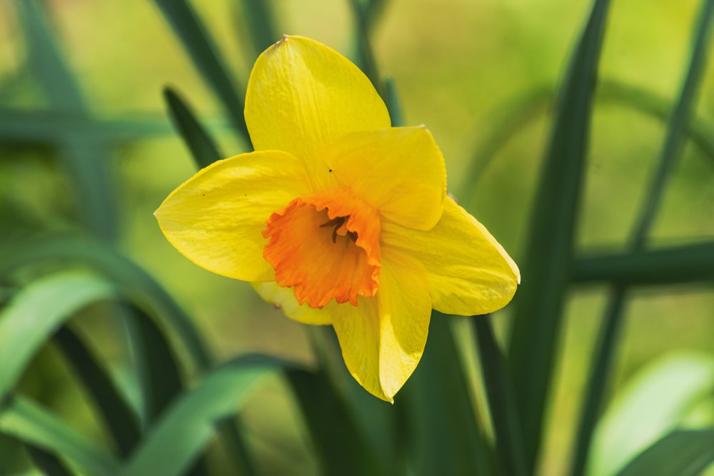 a close up of a yellow flower with green leaves