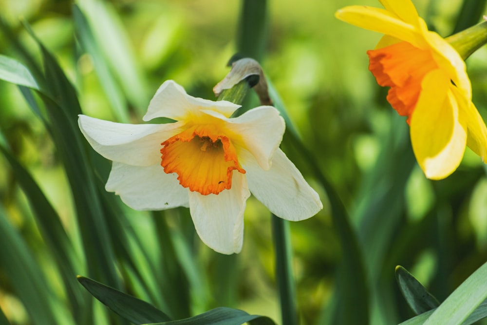 a couple of flowers that are in the grass