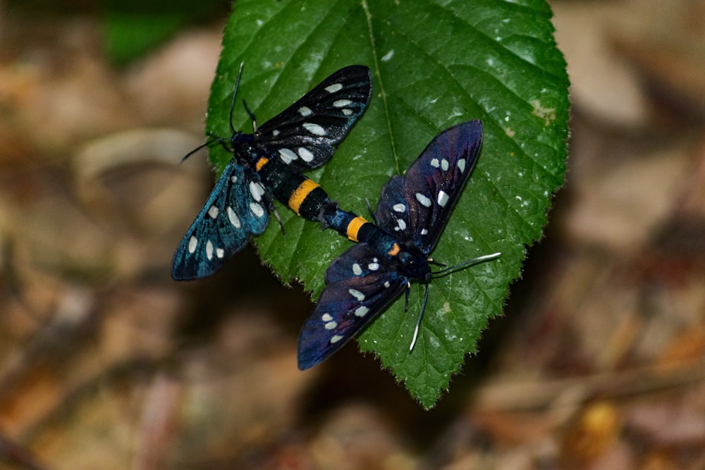 two butterflies sitting on top of a green leaf