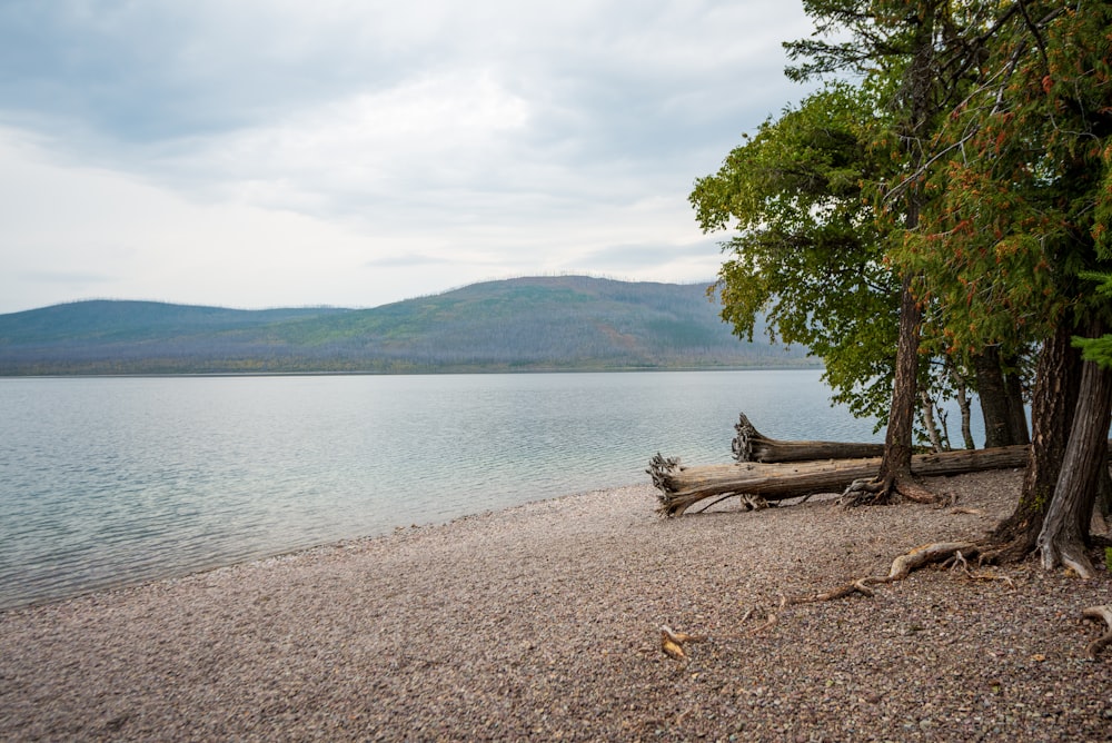 a large body of water surrounded by trees