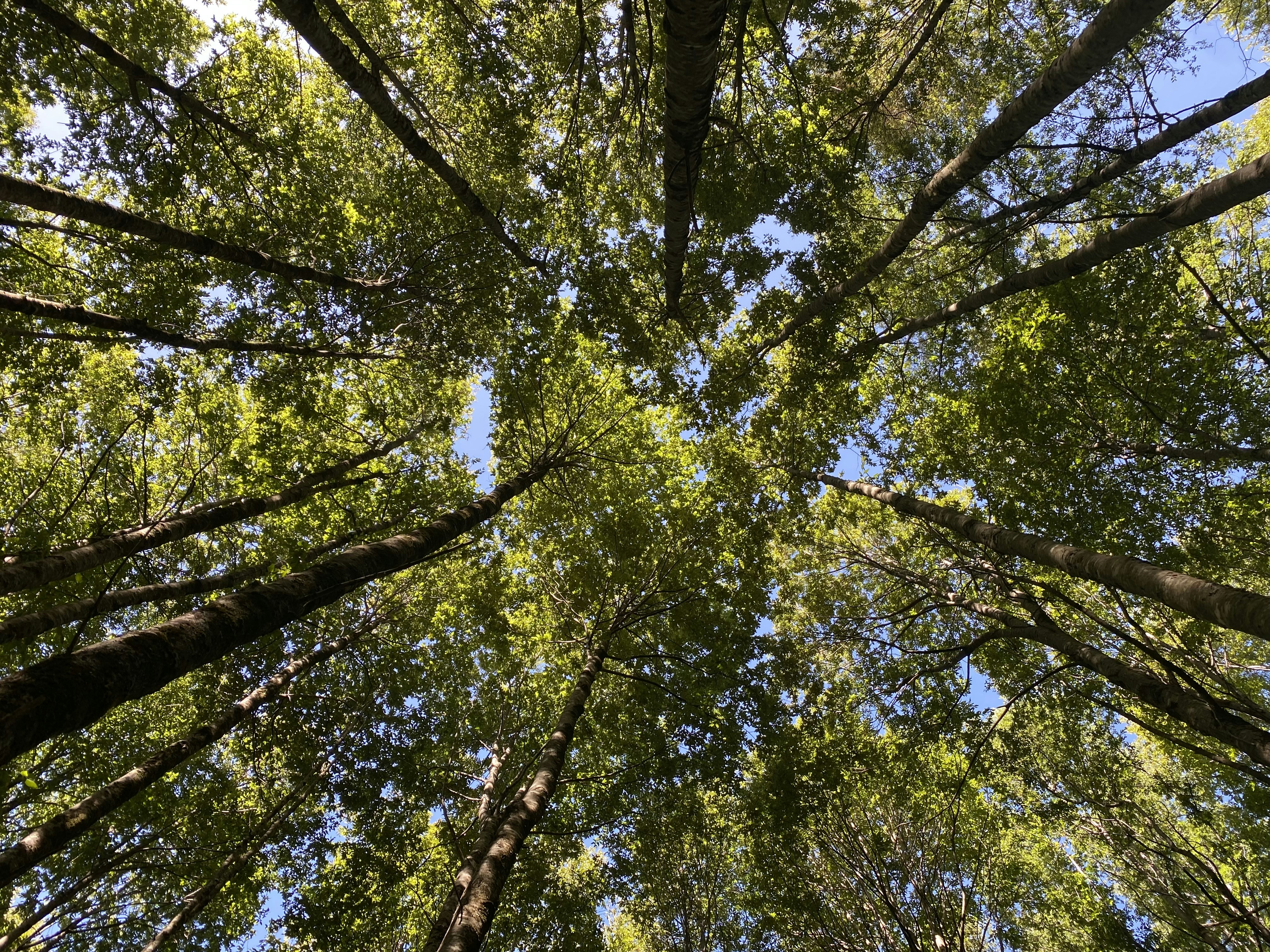 Pucon – Activities & Attractions