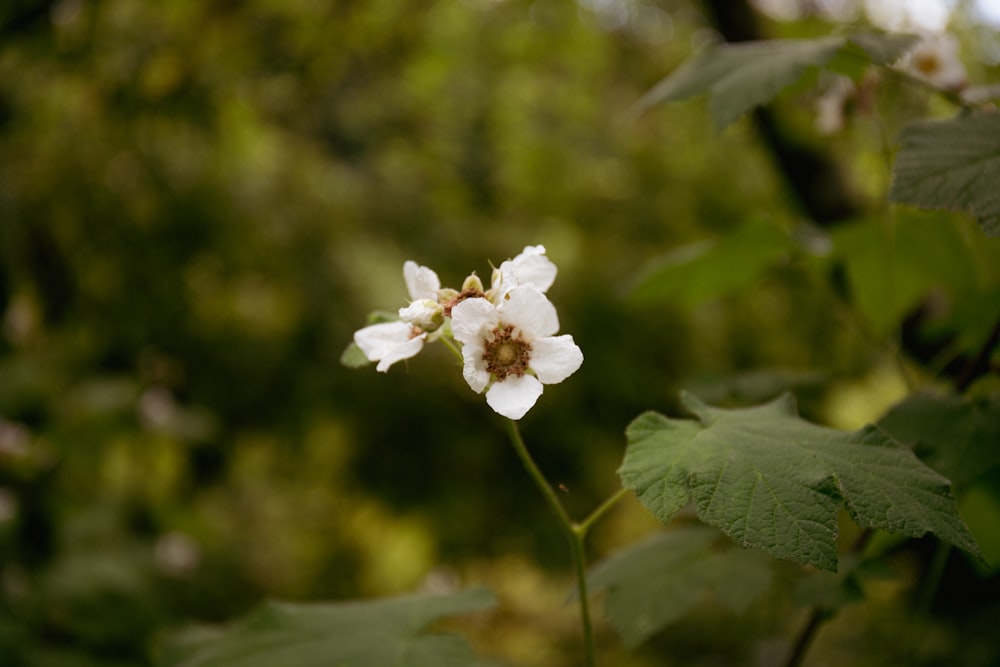 a small white flower with green leaves in the background