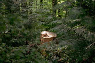A freshly cut tree stump is surrounded by dense forest vegetation, including ferns and green leaves. The stump's surface is smooth, revealing the tree rings, which contrast with the vibrant greenery.