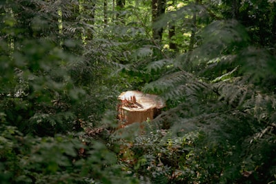 A freshly cut tree stump is surrounded by dense forest vegetation, including ferns and green leaves. The stump's surface is smooth, revealing the tree rings, which contrast with the vibrant greenery.