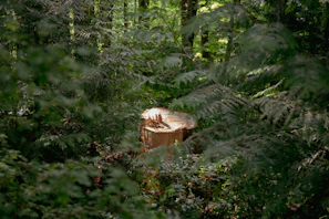 Close-up of a freshly removed tree stump with clean, smooth ground around it