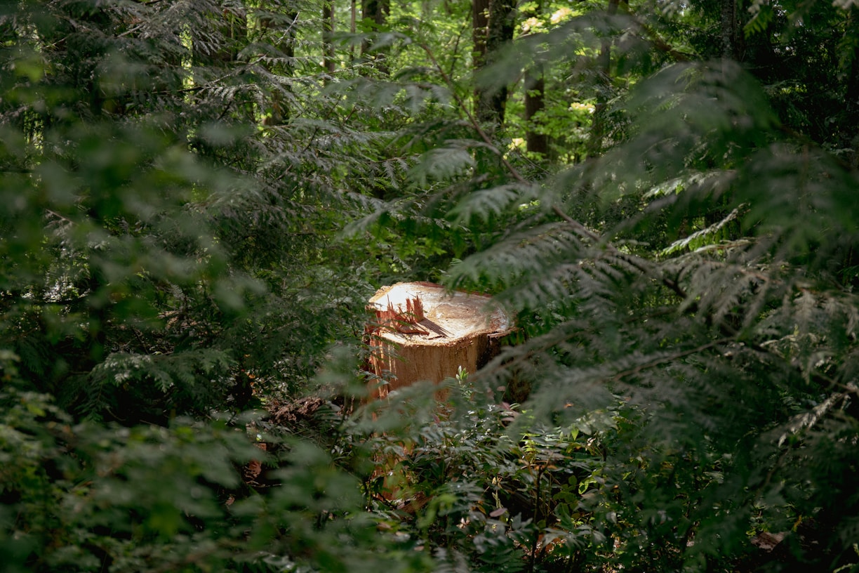 A freshly cut tree stump is surrounded by dense forest vegetation, including ferns and green leaves. The stump's surface is smooth, revealing the tree rings, which contrast with the vibrant greenery.
