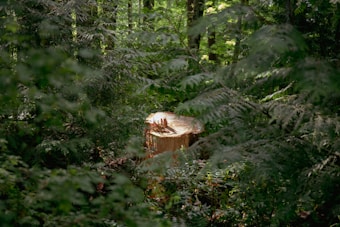 A freshly cut tree stump is surrounded by dense forest vegetation, including ferns and green leaves. The stump's surface is smooth, revealing the tree rings, which contrast with the vibrant greenery.
