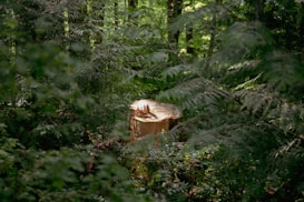 A freshly cut tree stump is surrounded by dense forest vegetation, including ferns and green leaves. The stump's surface is smooth, revealing the tree rings, which contrast with the vibrant greenery.