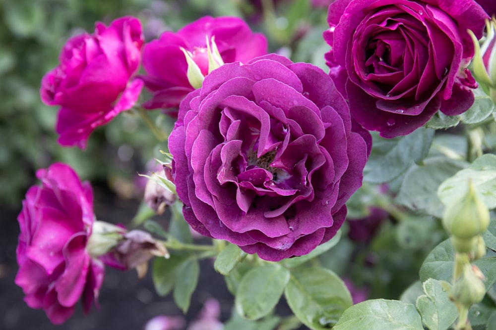 a close up of a bunch of purple flowers