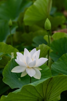 A white lotus flower in full bloom surrounded by large green leaves. The petals of the flower are smooth and delicate, with a subtle sheen. Several unopened buds peek through the leaves, indicating more to come. The surrounding foliage is lush and vibrant, creating a serene and peaceful atmosphere.
