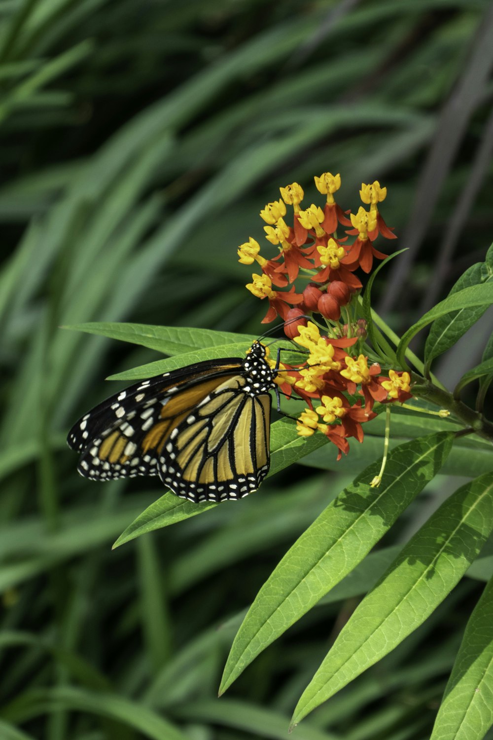 Una mariposa monarca descansando sobre una flor