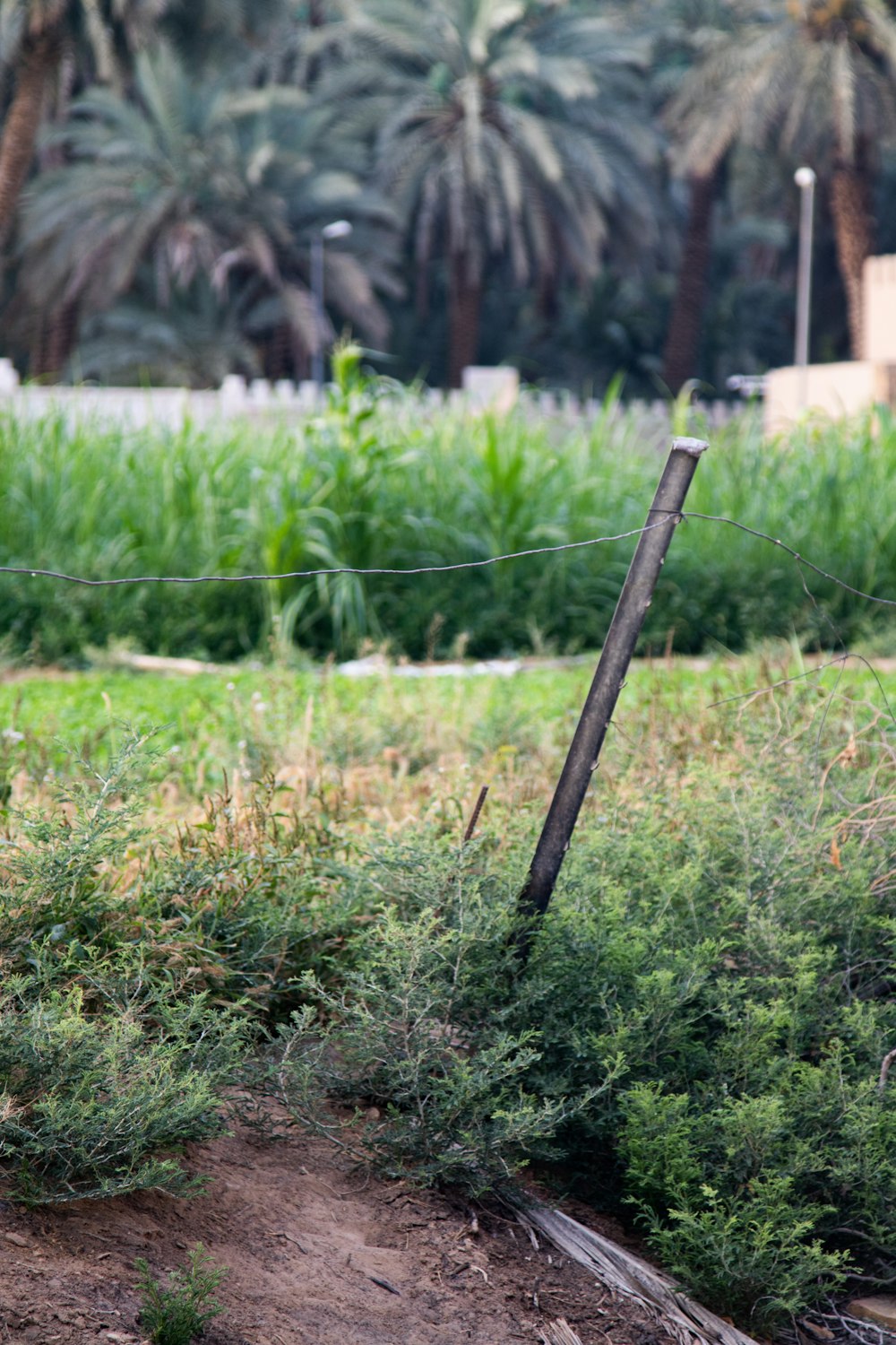 a wooden pole sticking out of a patch of grass
