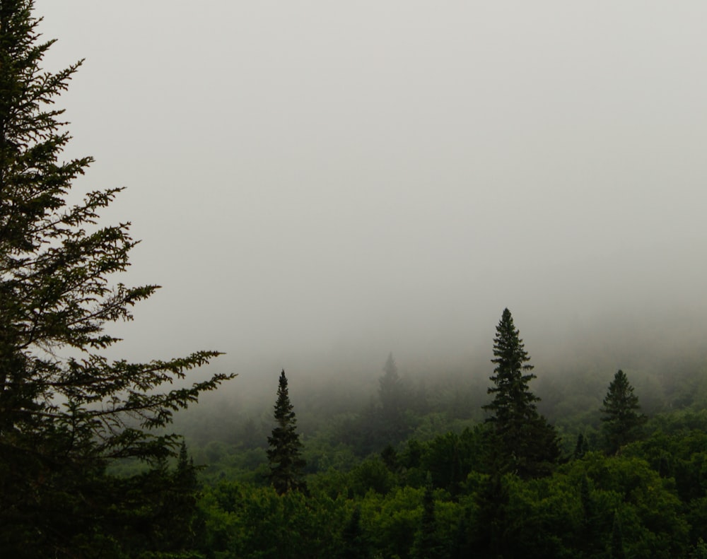 a foggy forest filled with lots of trees