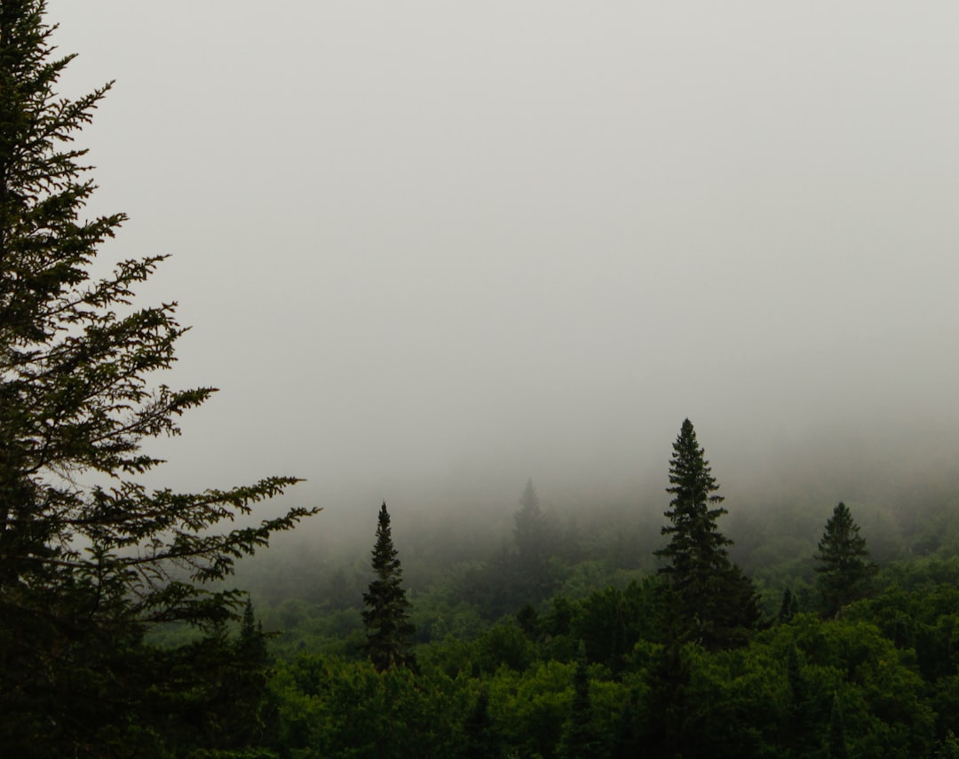 a foggy forest filled with lots of trees,