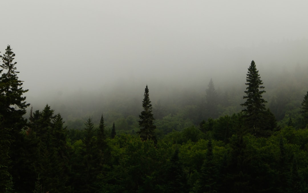 a foggy forest filled with lots of trees,