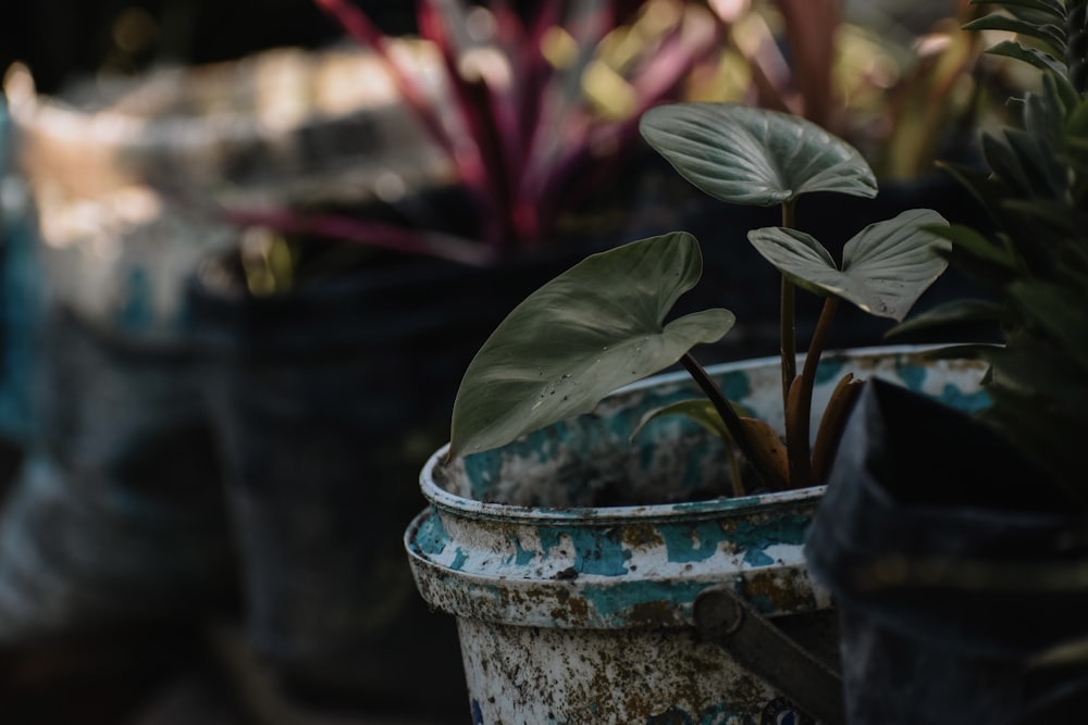 a close up of a plant in a pot