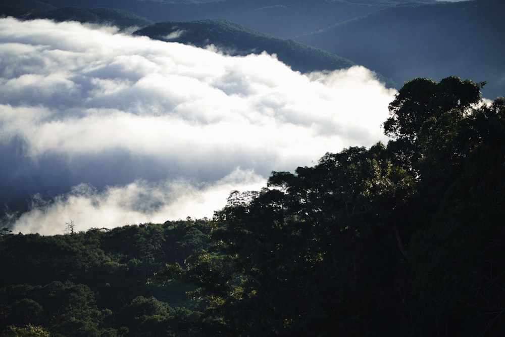 a forest filled with lots of clouds in the sky