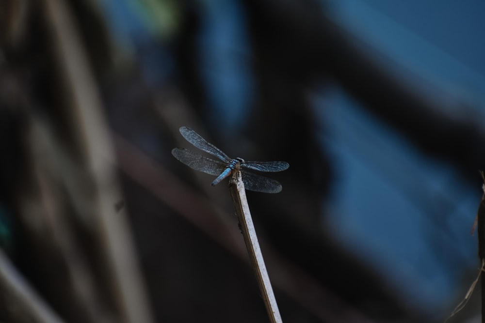 a dragonfly sitting on top of a wooden stick