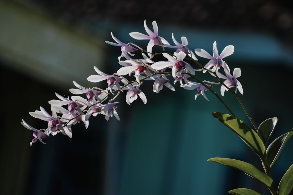 a close up of a flower with a blurry background