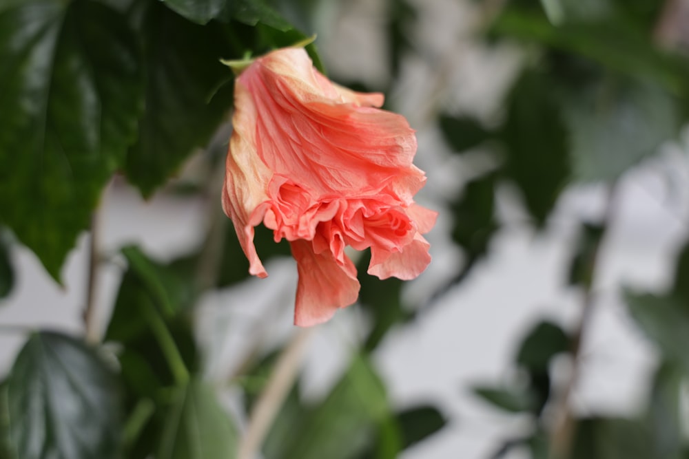 a close up of a flower on a plant