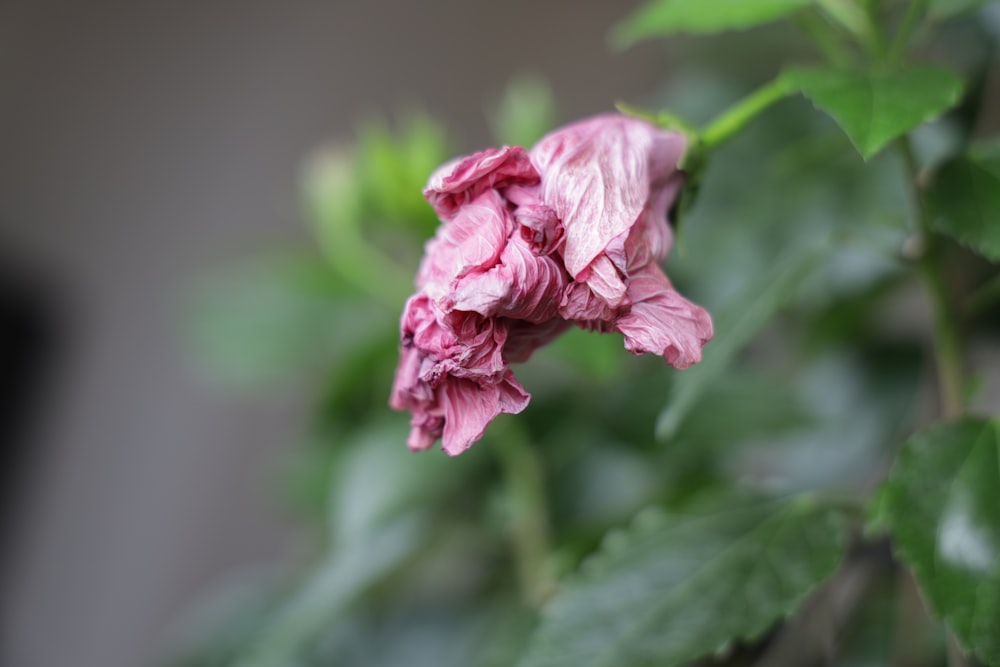 a close up of a pink flower with green leaves