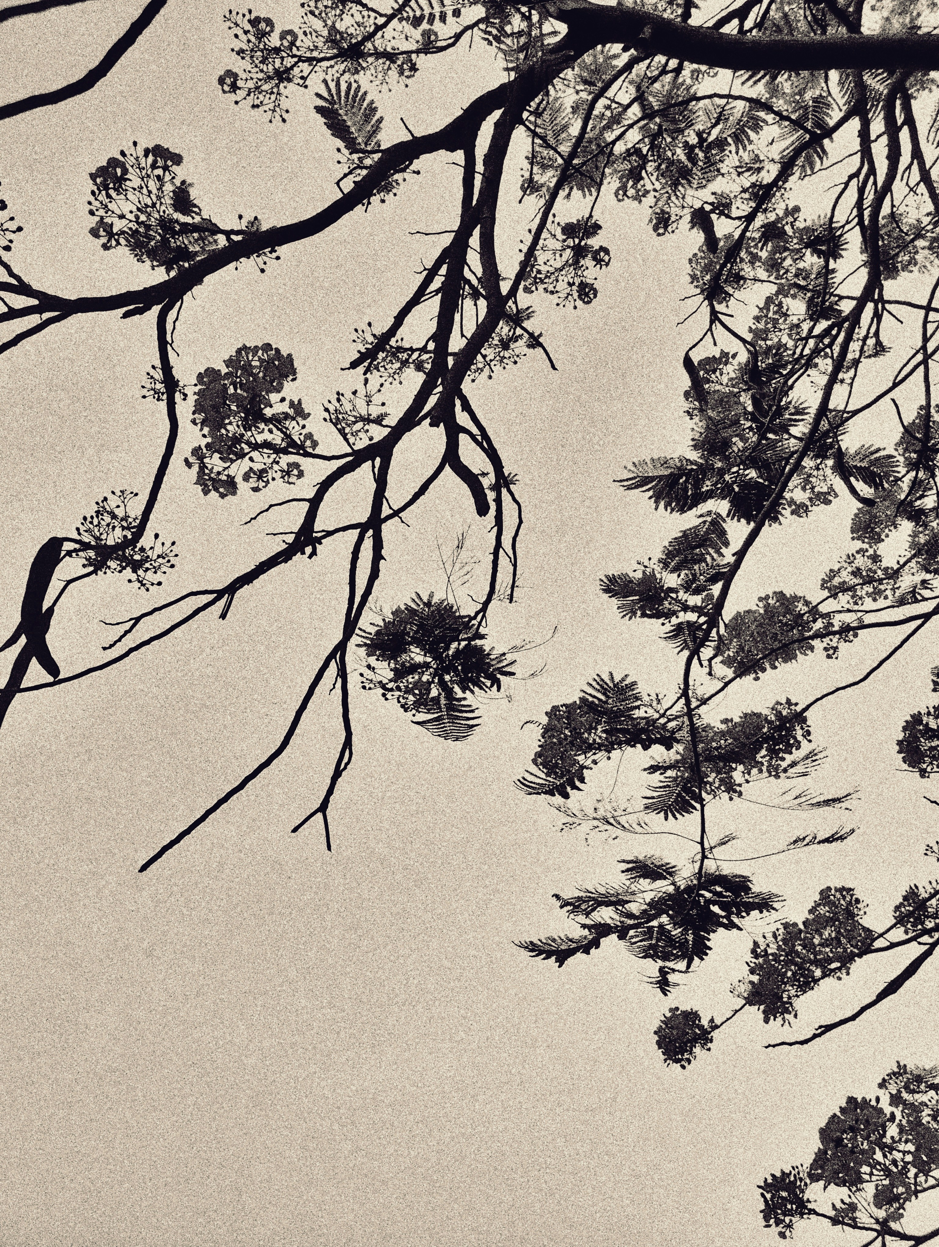 A black and white photo of a tree branch photo – Free Tree Image on ...