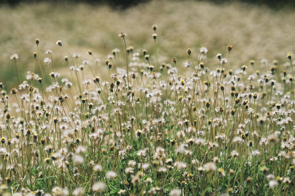 a field of white flowers in the middle of the day