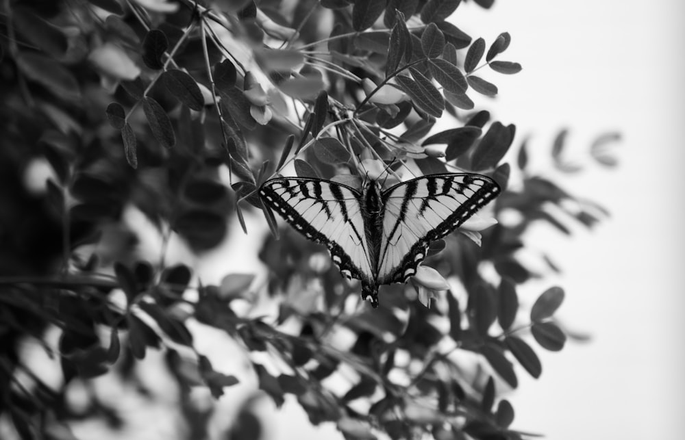 a black and white photo of a butterfly in a tree