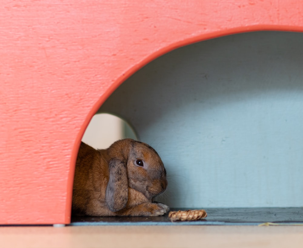 a brown rabbit sitting in a red tunnel