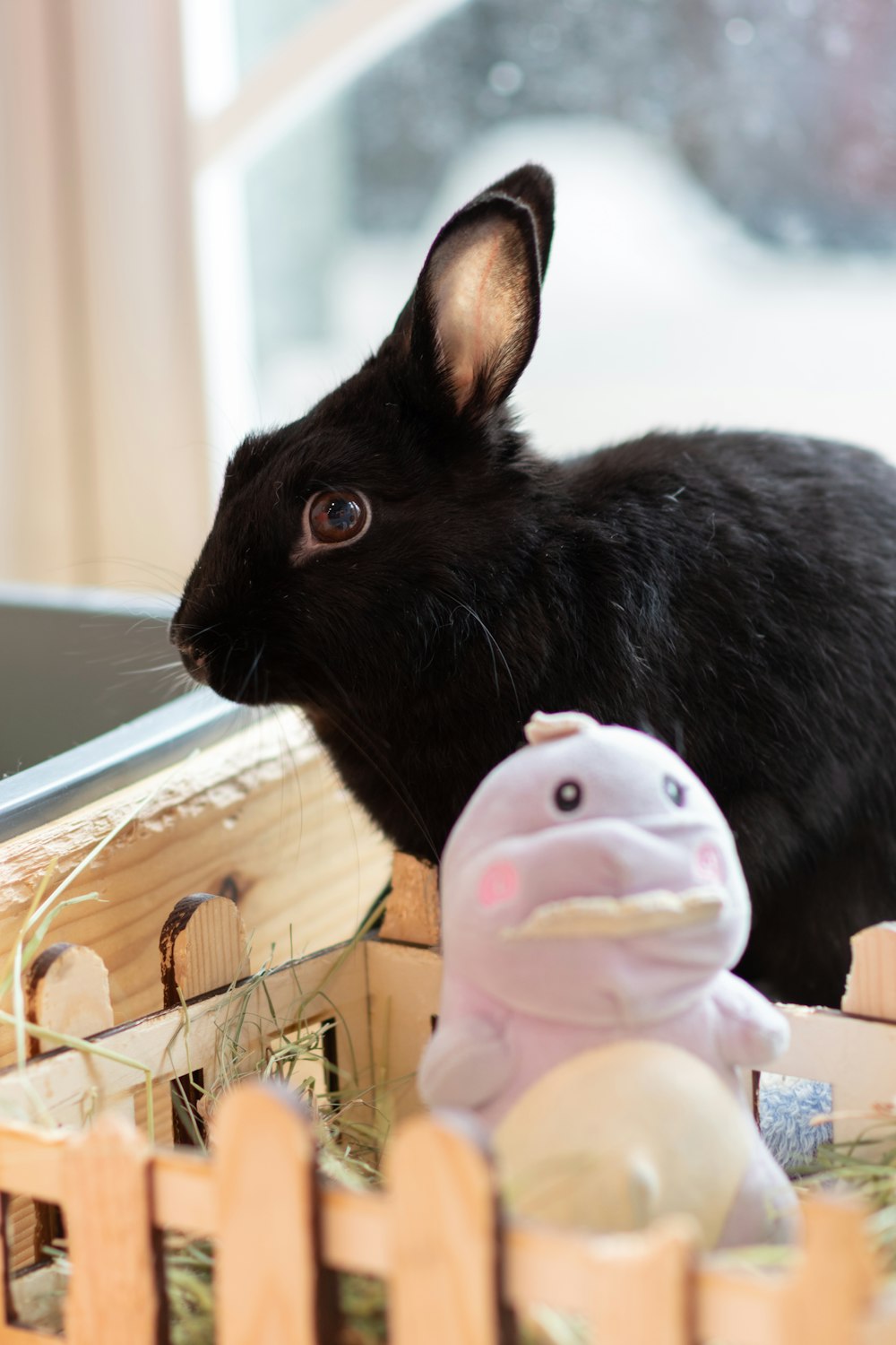 a black rabbit sitting next to a stuffed animal