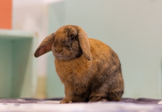 A brown lop-eared rabbit sitting indoors on a soft surface. The background consists of pastel-colored panels that give a peaceful ambiance.