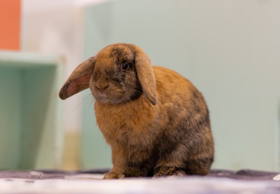 A brown lop-eared rabbit sitting indoors on a soft surface. The background consists of pastel-colored panels that give a peaceful ambiance.