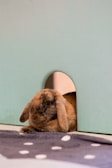 A fluffy brown rabbit with floppy ears is relaxing under a light blue structure with a circular archway. It rests on a dark, polka-dotted blanket, appearing comfortable and calm.