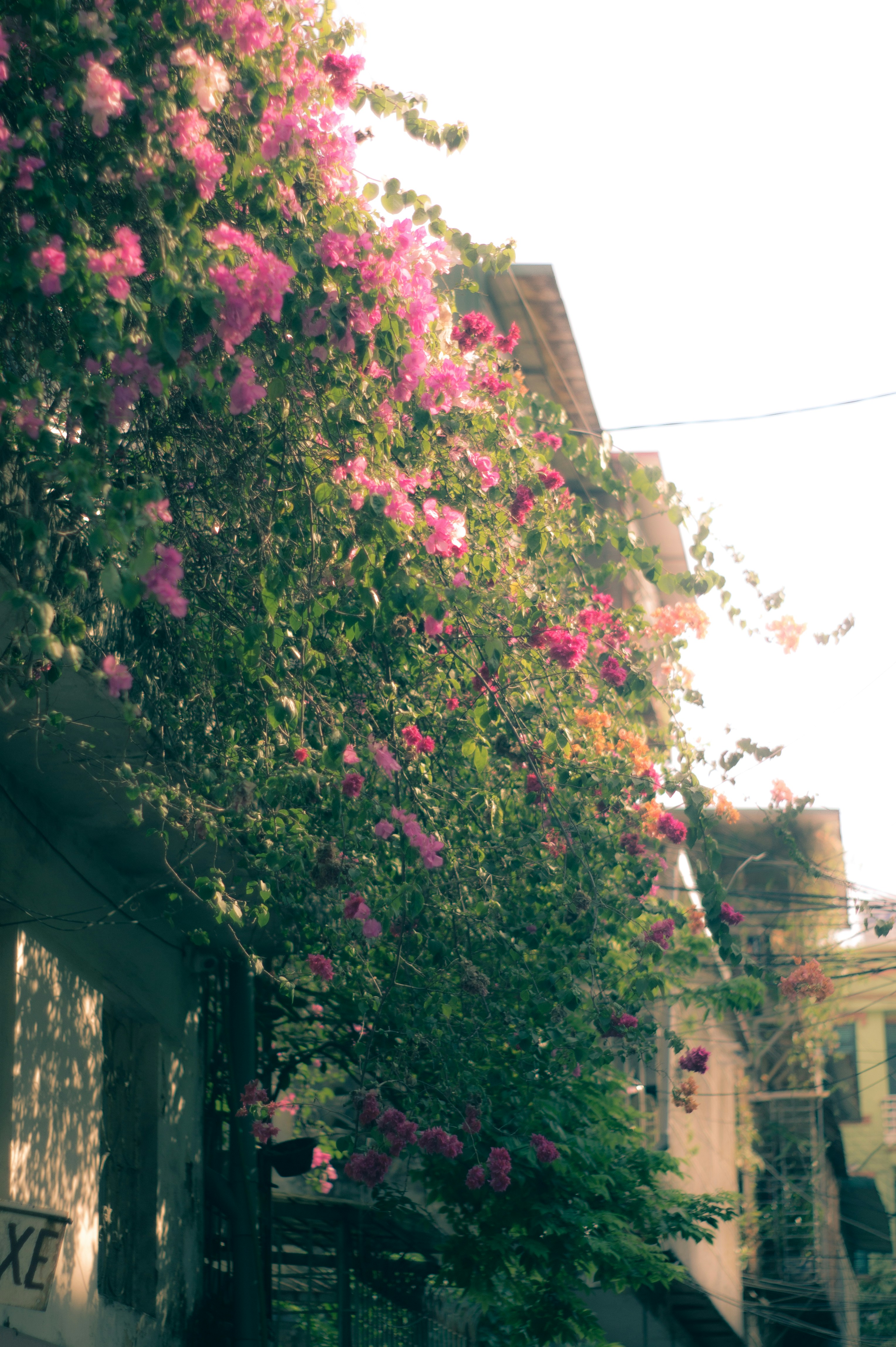 a building covered in pink flowers next to a street