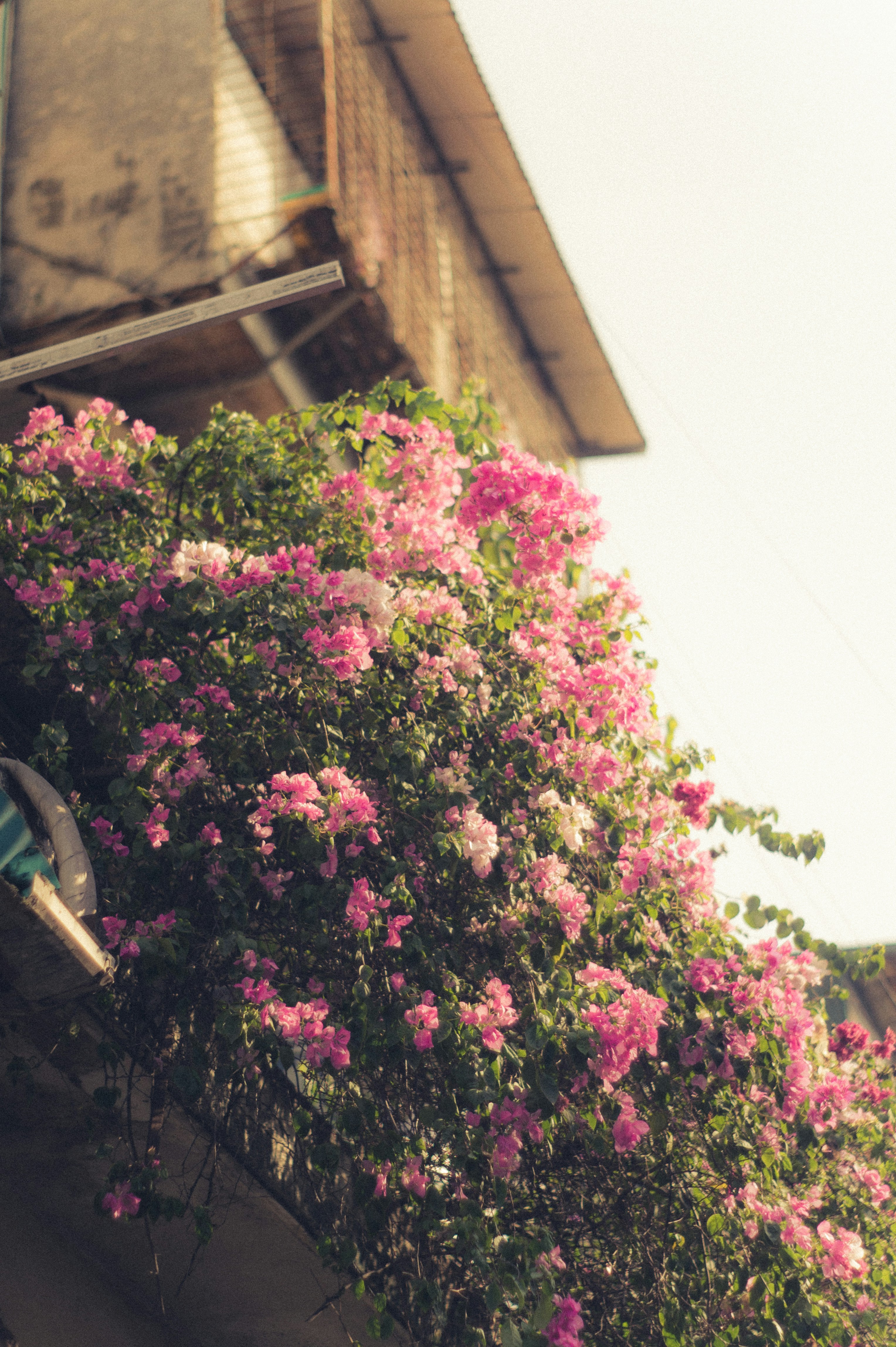 pink flowers growing on the side of a building