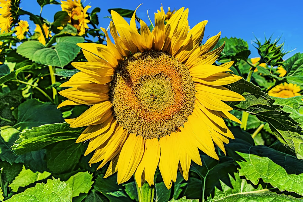 a large sunflower in the middle of a field