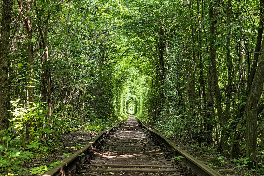 a train track in the middle of a forest