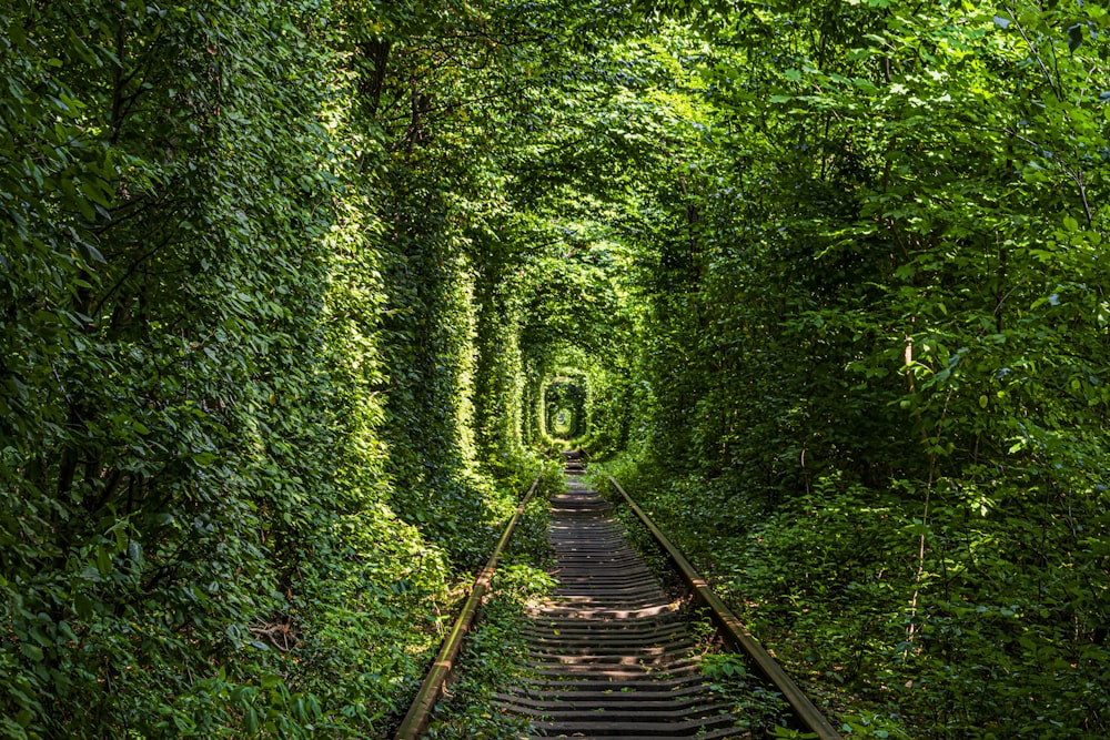 a train track is surrounded by a tunnel of trees