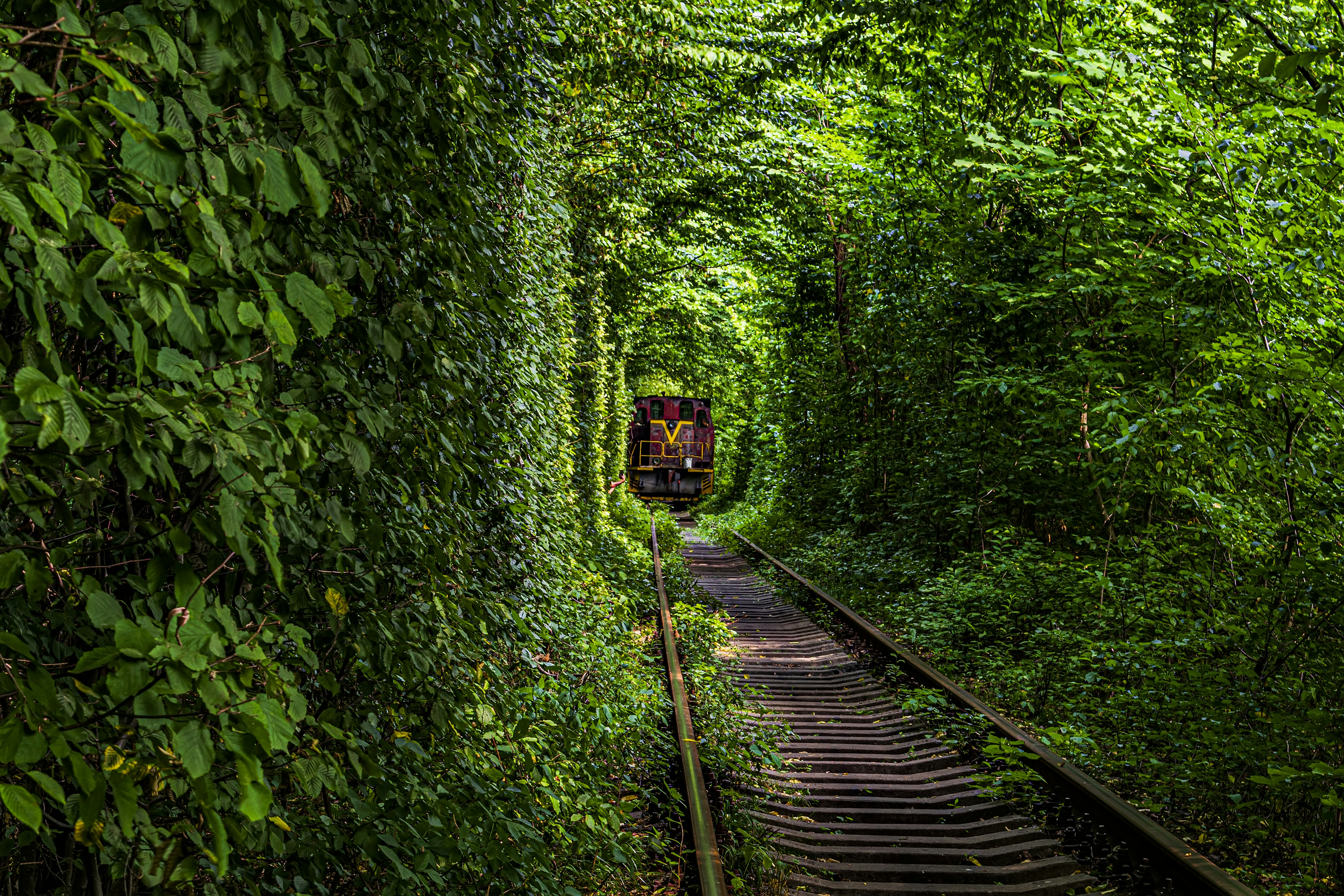 a train traveling through a lush green forest