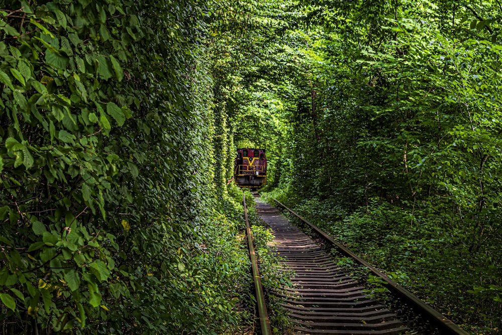 a train traveling through a lush green forest