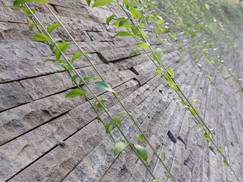 a brick wall with vines growing on it