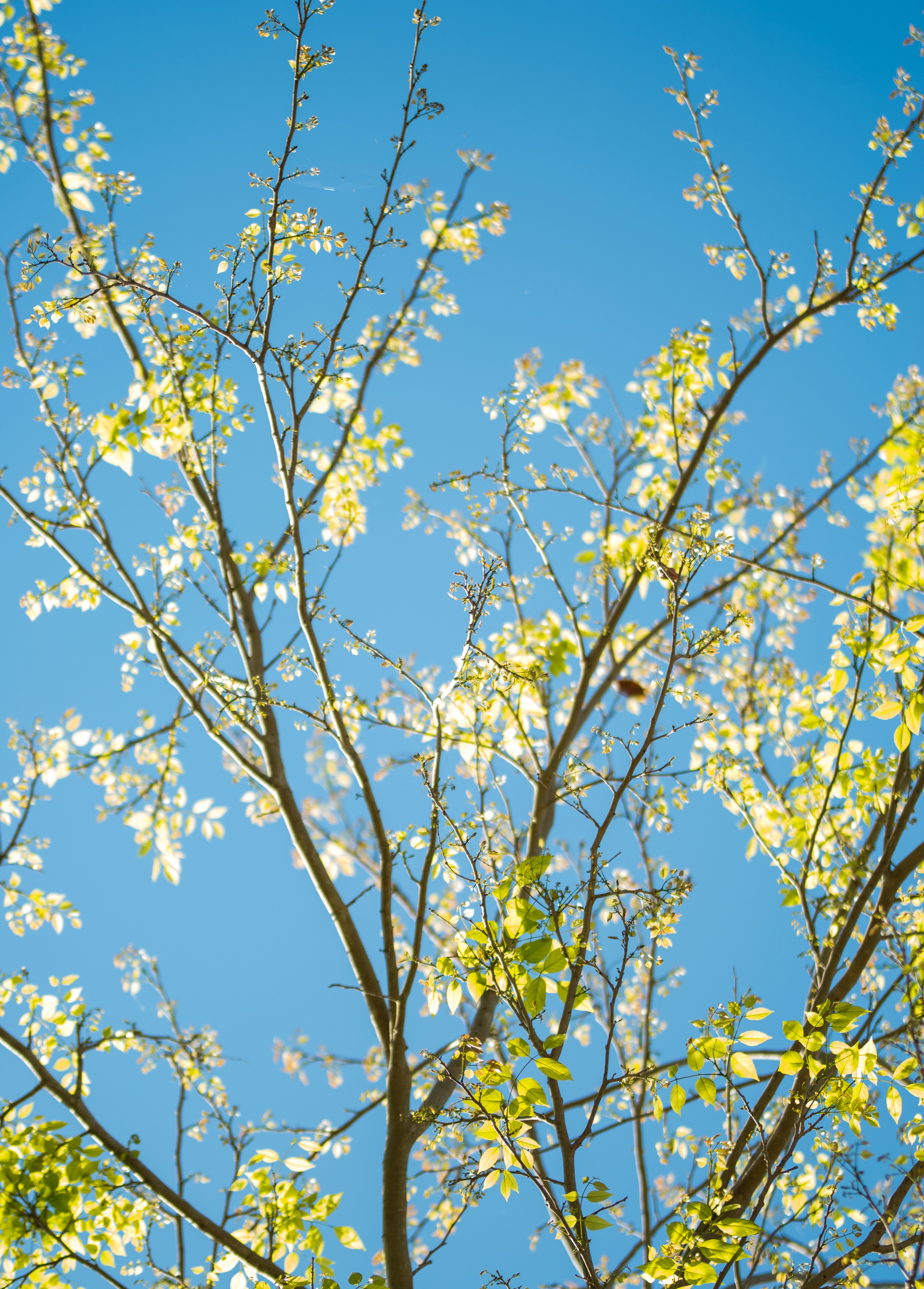 Photo by buddhi_jayasundara