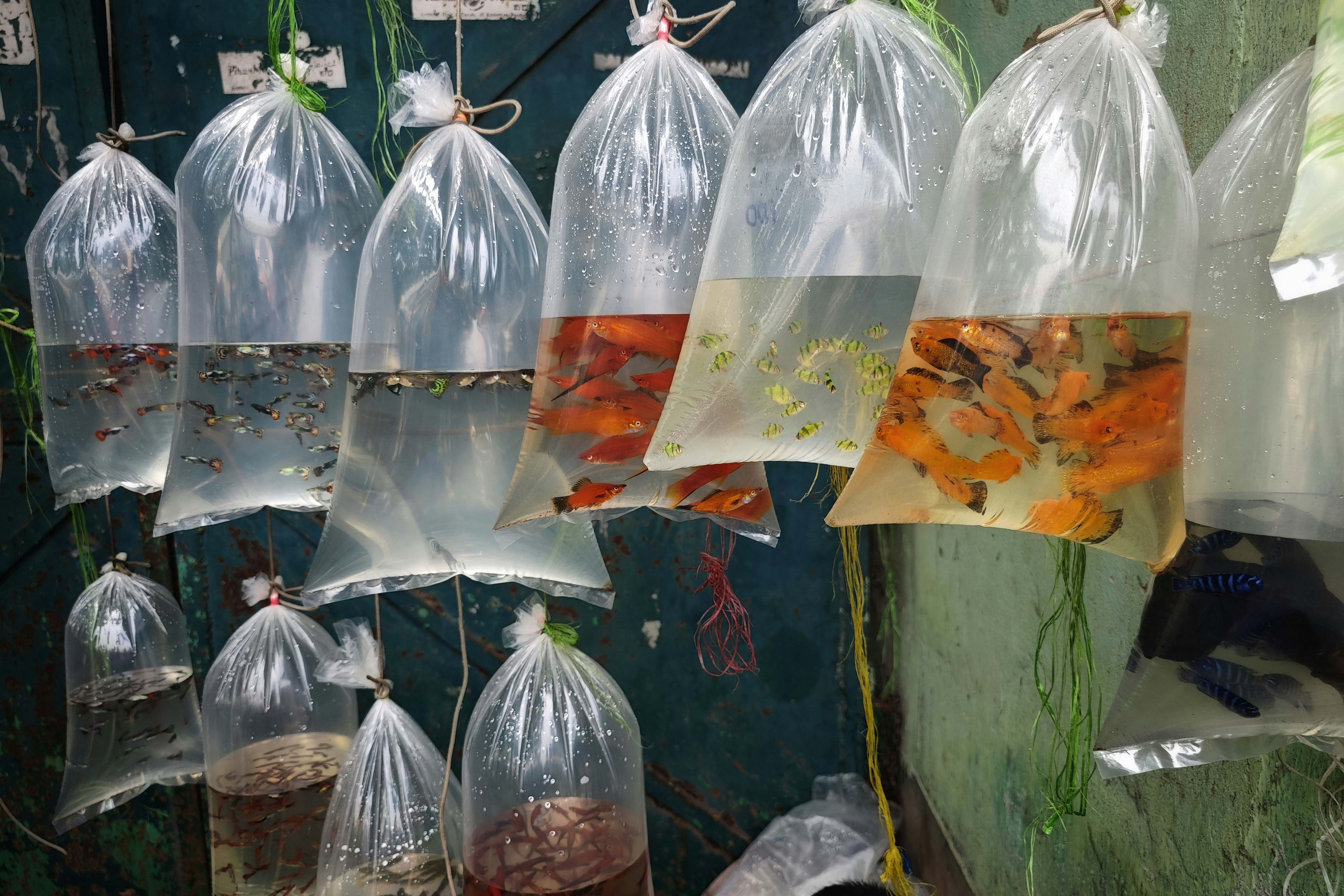 a bunch of bags that are hanging from a wall