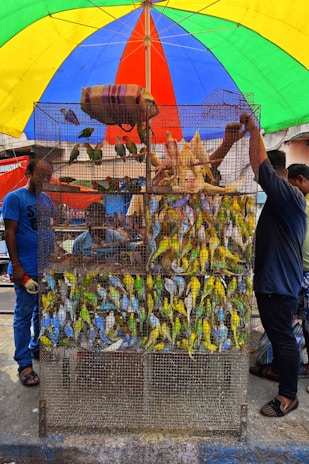 A large wire cage filled with a variety of colorful birds, including parakeets and cockatiels, is positioned under a multicolored umbrella. Surrounding the cage are several people, with one person on each side appearing to interact with the birds. The background shows a street market setting.
