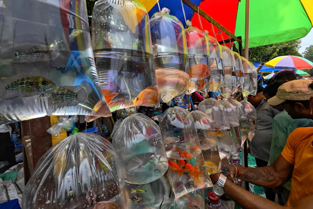 A vibrant local market scene showcasing colorful ornamental fish in clear tanks.